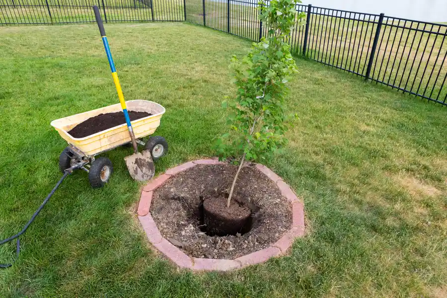 Tree Planting